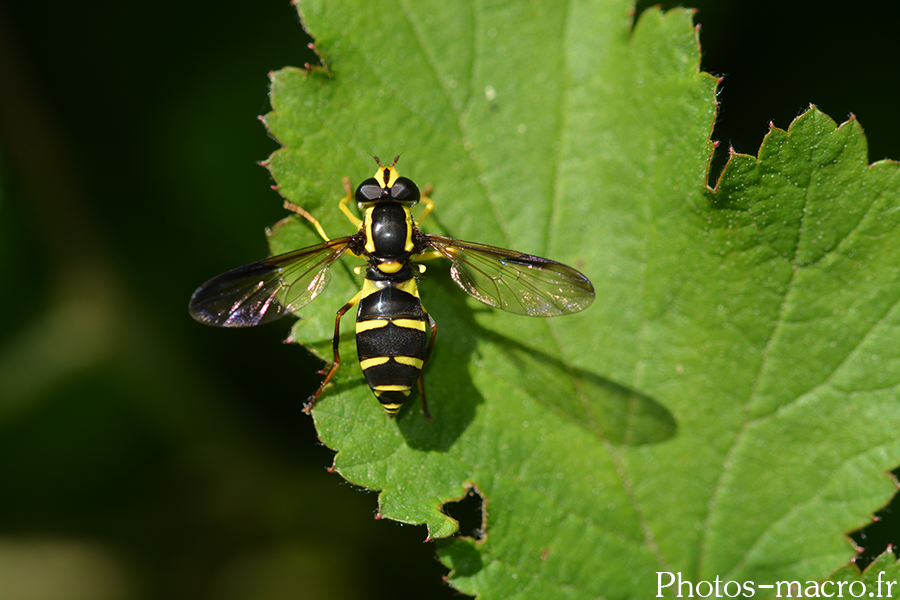 Xanthogramma pedissequum