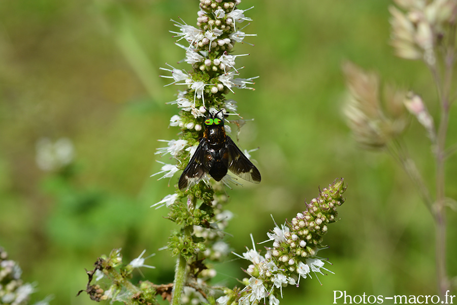 Chrysops sp