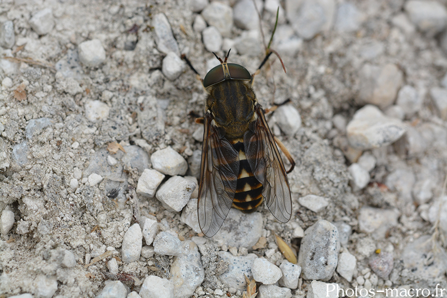 Tabanus bovinus