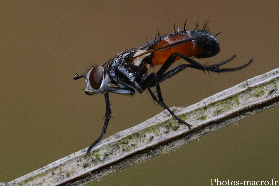 Cylindromyia bicolor