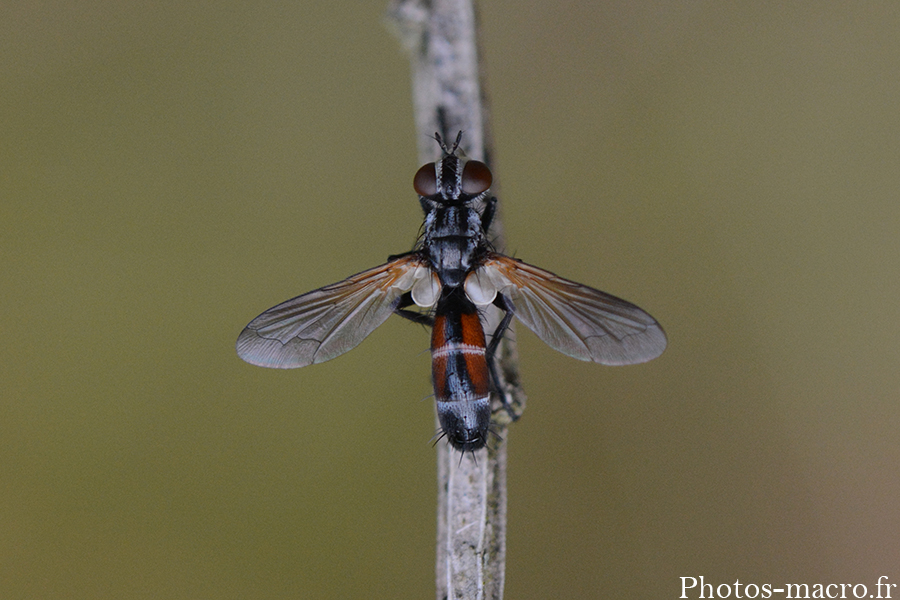 Cylindromyia bicolor