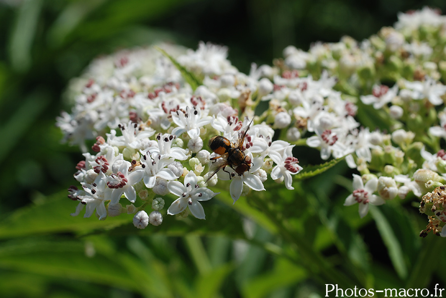 Ectophasia crassipennis