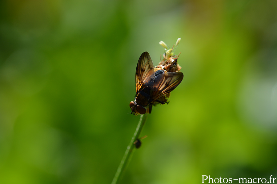 Ectophasia crassipennis