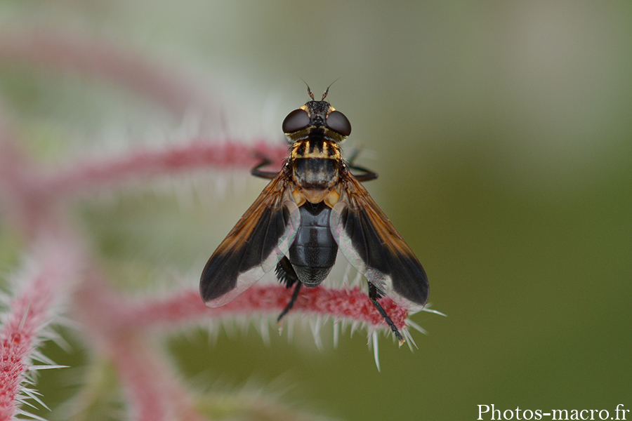 Trichopoda pennipes