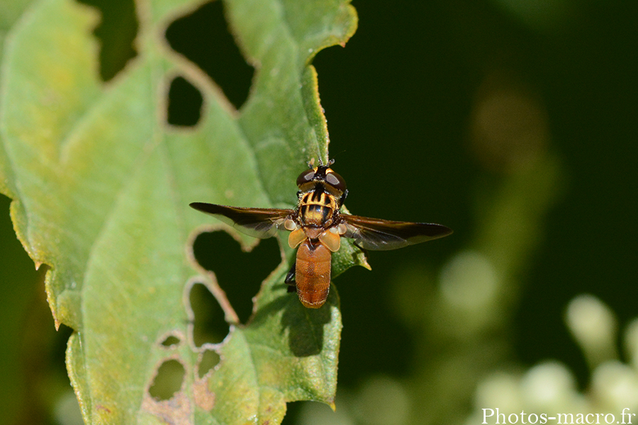 Trichopoda pennipes