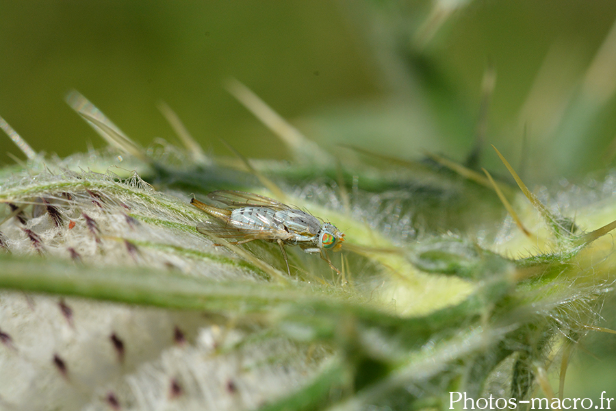 Terellia longicauda