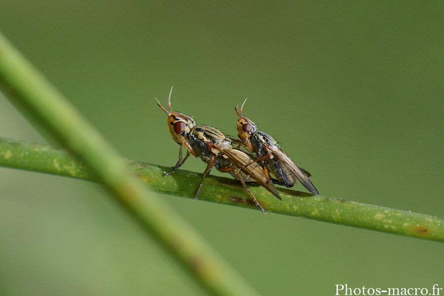 Dorycera graminum acc