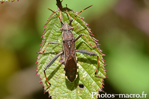 Alydus calcaratus