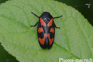 Cercopis vulnerata