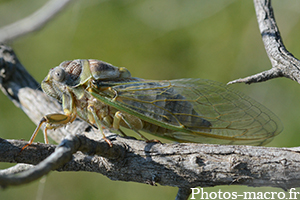 Lyristes plebejus