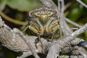 Lyristes plebejus