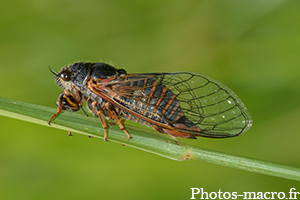 Tibicina haematodes