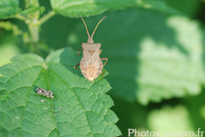 Coreus marginatus