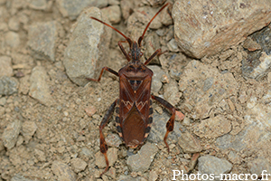 Leptoglossus occidentalis