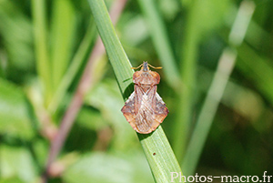 Syromastes rhombeus