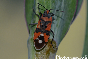 Lygaeus equestris