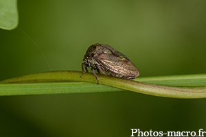 Centrotus cornutus