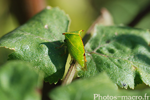 Stictocephala bisonia