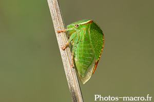 Stictocephala bisonia