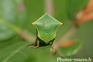 Stictocephala bisonia