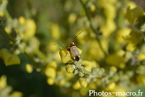 Adelphocoris vandalicus