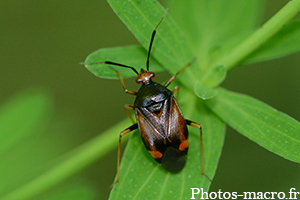 Deraeocoris ruber