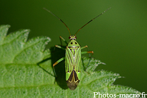 Mermitelocerus schmidtii