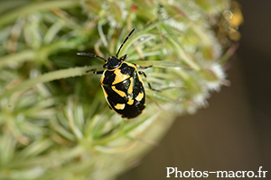 Eurydema oleracea