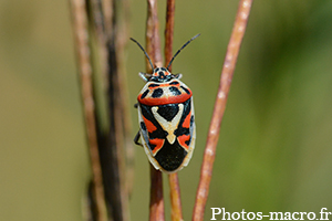 Eurydema ornata