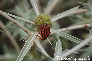 Graphosoma semipunctatum