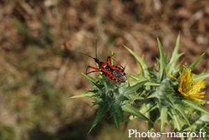 Rhinocoris iracundus