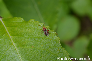 Rhopalus subrufus