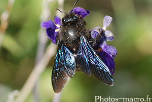 Xylocopa-violacea