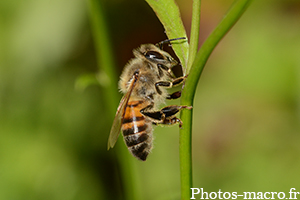 Apis Mellifera