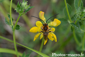 Eucera sp.