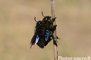 Xylocopa violacea_acc