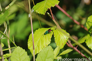 Chrysis sp.