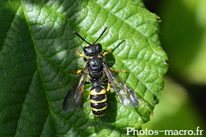 Cerceris arenaria