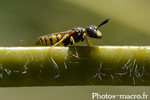 Philanthus sp.