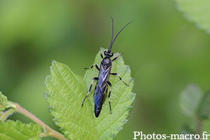 Coelichneumon deliratorius