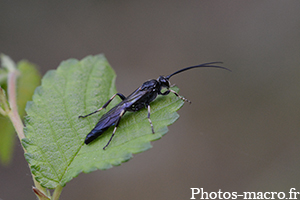 Coelichneumon deliratorius