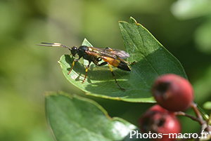 Ichneumon confusor