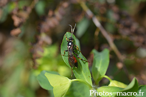 Ichneumon confusor