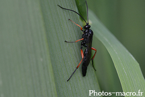 Pimpla sp.