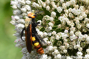 Megascolia maculata