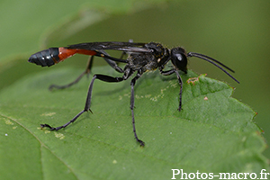 Ammophila sabulosa