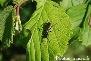 Palmodes sp.