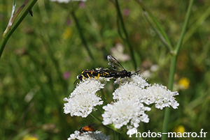 Macrophya montana