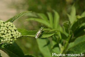 Rhogogaster viridis