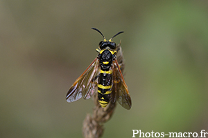 Tenthredo marginella